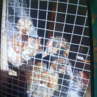 جوجه اوشامو