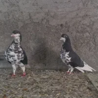 کفتر کبوتر چپ عمری افشون|پرنده|شهر بابک, |دیوار