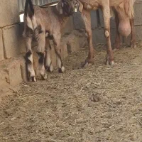 بزشیراوکره نرموقعیت بافق|حیوانات مزرعه|یزد, |دیوار