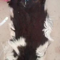 پوست طباخی شده قدیمی کلکسیونی