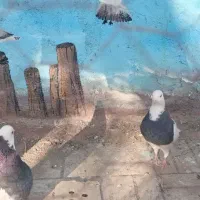 کبوتر|پرنده|شاندیز, |دیوار