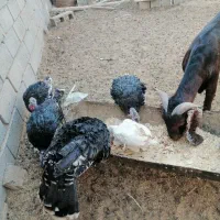 مرغ وبوقلمون