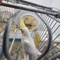 طوطی لوتینو