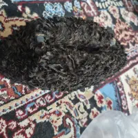 کلاه از پوست