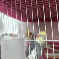 جفت عروس هلندی مناسب جوجه کشی با قفس ب شرط جوجه|پرنده|مشهد, هفت تیر (نه دره)|دیوار