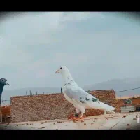 کفتر