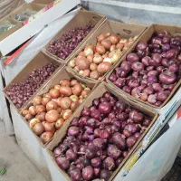 باغ سبزی و صیفی تازه با آب چاه|خوردنی و آشامیدنی|محمدشهر, عباس آباد|دیوار