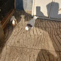 کبوتر طوقی|پرنده|سراب, |دیوار