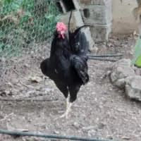 تخم مرغ نطفه دار گلین