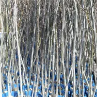 نهال های قطورتنه دارگردو گلدانی 4ساله کاشت تابستان