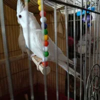 عروس هلندی آلبینو اصل|پرنده|پیشوا, |دیوار