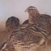 تعدادی بلدر چین نر