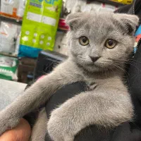 واگذاری گربه اسکاتیش فولد ۳ ماهه