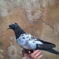 سینه سیاه