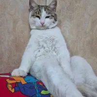 گربه گمشده|حیوانات|میاندوآب, |دیوار