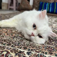 گربه پرشین|گربه|گرگان, |دیوار