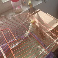 عروس هلندی|پرنده|رامسر, |دیوار