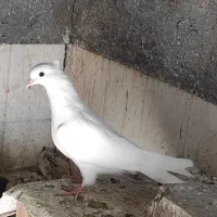 جوجه سفید چشم سفید اراکی|پرنده|جیرفت, |دیوار