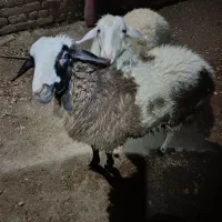 فروش دو عدد بره ماده