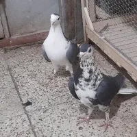 کبوتر دمگیر گلین