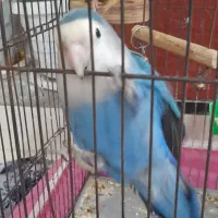 فروش طوطی برزیلی