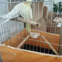 عروس هلندی|پرنده|شیراز, شهرک کوشکک|دیوار