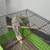 عروس هلندی|پرنده|پارس‌آباد, |دیوار