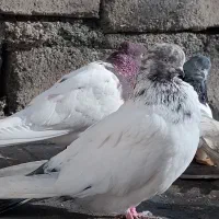 یه تعداد کبوتر|پرنده|فشم, |دیوار