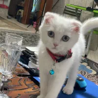 اسکاتیش سفید چشم آبی|گربه|کرمان, |دیوار