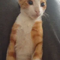 گربه گم شده