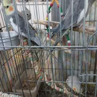 عروس هلندی|پرنده|قم, قلعه عموحسین|دیوار