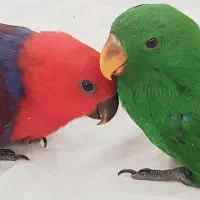 جوجه سرلاکی کاسکو اکلکتوس وسماری کاسکو