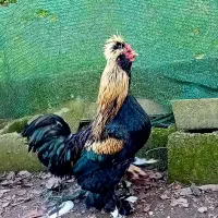 خروس و مرغ|حیوانات مزرعه|سلمان‌شهر, |دیوار