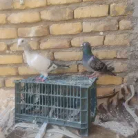 نر و ماده جنگنده|پرنده|تربت‌حیدریه, شهید بهشتی|دیوار