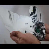 کبوتر غریب کله آبی|پرنده|بندر انزلی, کارآموزی|دیوار