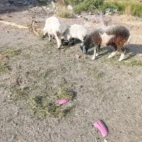 میش بره کاور بزرشتی