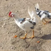 خروس|حیوانات مزرعه|سرپل ذهاب, |دیوار