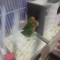 جفت کوتوله برزیلی خوش رنگ بامزه|پرنده|چناران, |دیوار