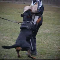 واگذاری سگ توله روتوایلر اصیل نگهبان|سگ|کرمان, |دیوار