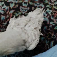 یک عدد عروس هلندی مریض هستش
