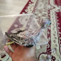 جوجه عروس هلندی و ی نر سفید|پرنده|کازرون, |دیوار