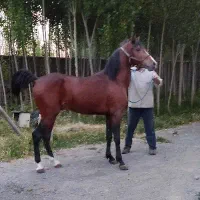 اسب نریان ۲ سال