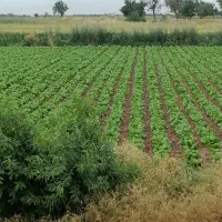 اجاره-زمین-کشاورزی-آبی-حاصلخیز