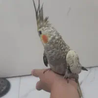 عروس هلندی  ۴ماه دون خور|پرنده|تهران, وحیدیه|دیوار