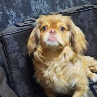 پیکینیز واگذاری