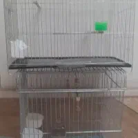 قفس عروس هلندی و سهره ...