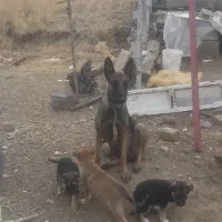 واگذاری رایگان توله مالینوز