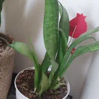 2 تا گل طبیعی 500 تومن