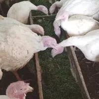 بوقلمون گوشتی|حیوانات مزرعه|بانه, |دیوار