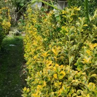 فروش نهال و قلمه شمشاد طلایی|گل و گیاه طبیعی|رودسر, |دیوار